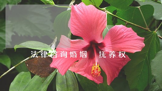 法律咨询婚姻 抚养权 法律咨询婚姻 抚养权